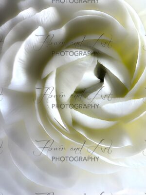 Shades of cream and ivory