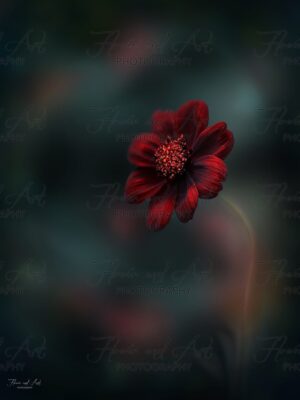 Cosmos dream