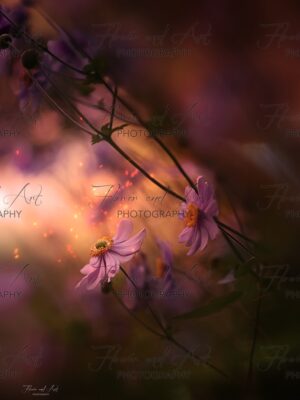 anemone dream kopie watermarked