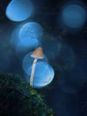 Bathed in the enchanting glow of bokeh