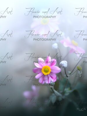 Anemone by morning fog