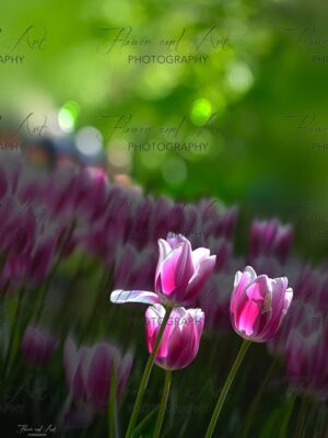 Tulip