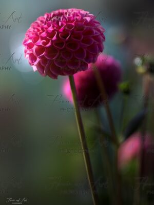 Dahlia magenta kopie watermarked