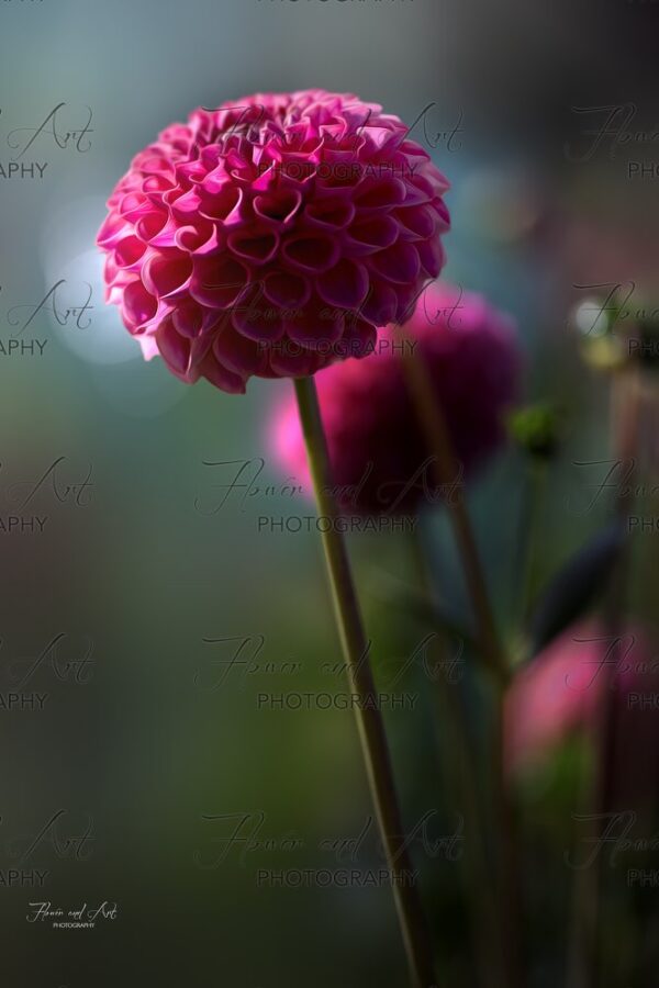 Dahlia magenta kopie watermarked