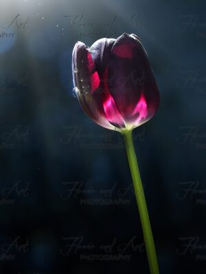 Tulip by Dawn watermarked