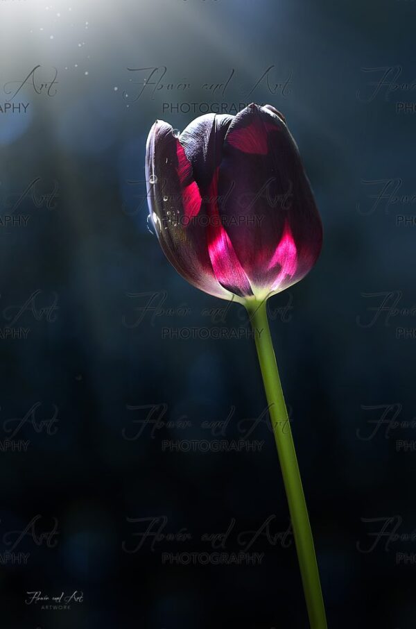 Tulip by Dawn watermarked