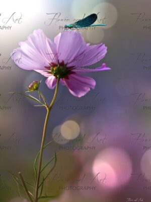 cosmos with damselfly watermarked