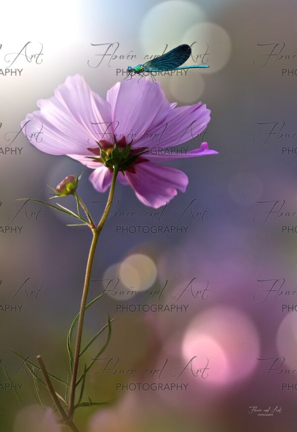 cosmos with damselfly watermarked