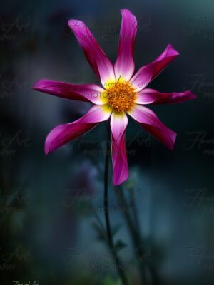 dahlia roze magenta watermarked