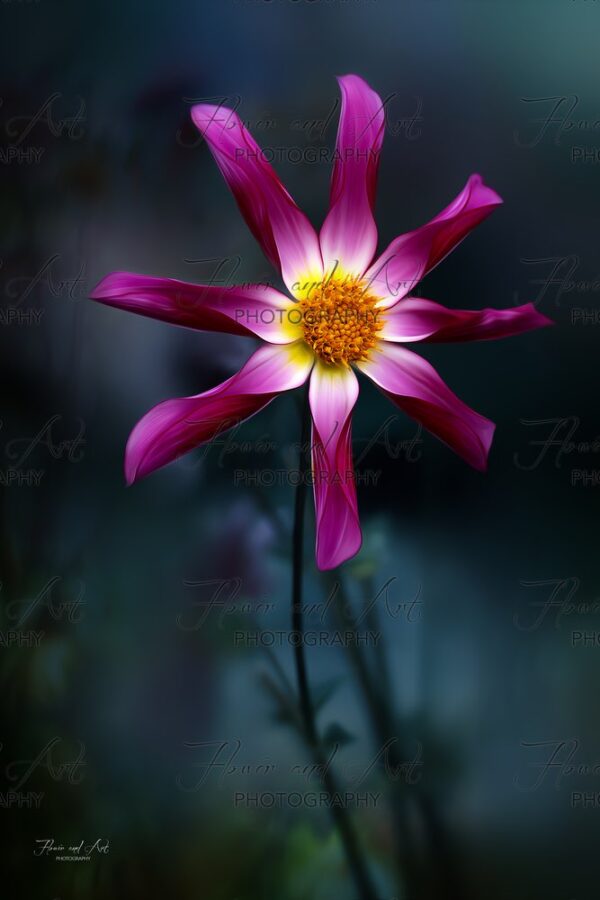 dahlia roze magenta watermarked